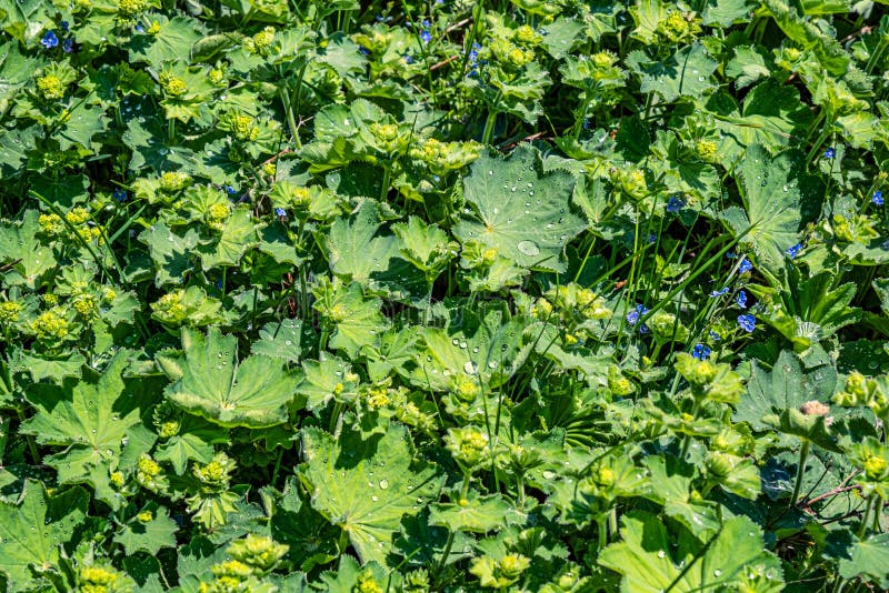 Colírio nas folhas imagem de stock