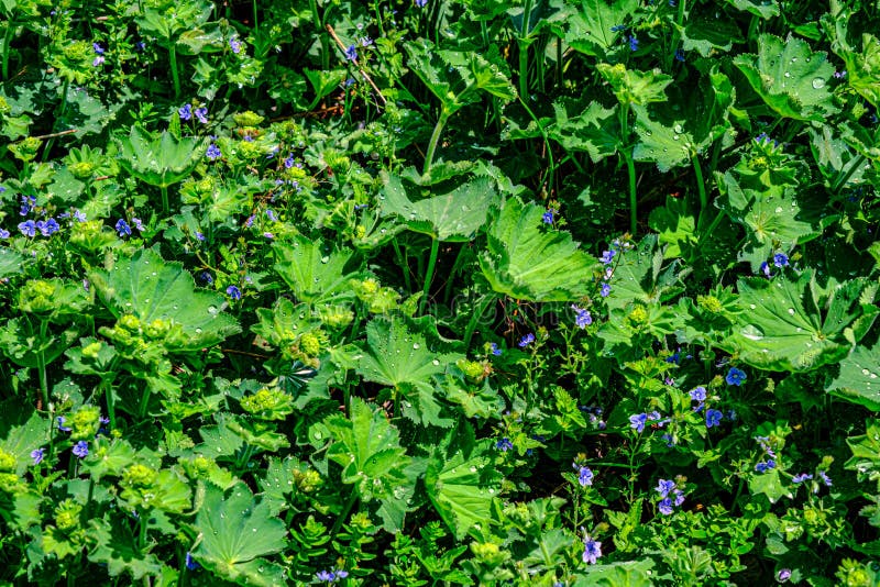 Colírio nas folhas imagens de stock