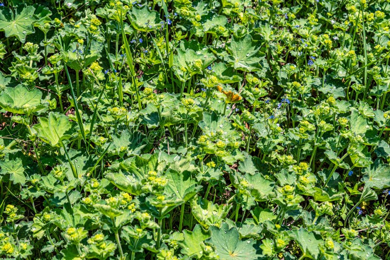 Colírio nas folhas foto de stock