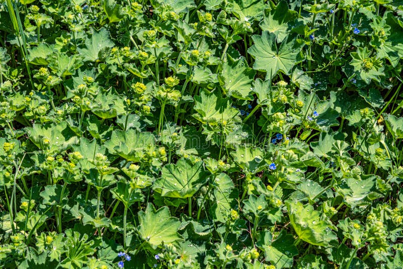 Colírio nas folhas imagem de stock