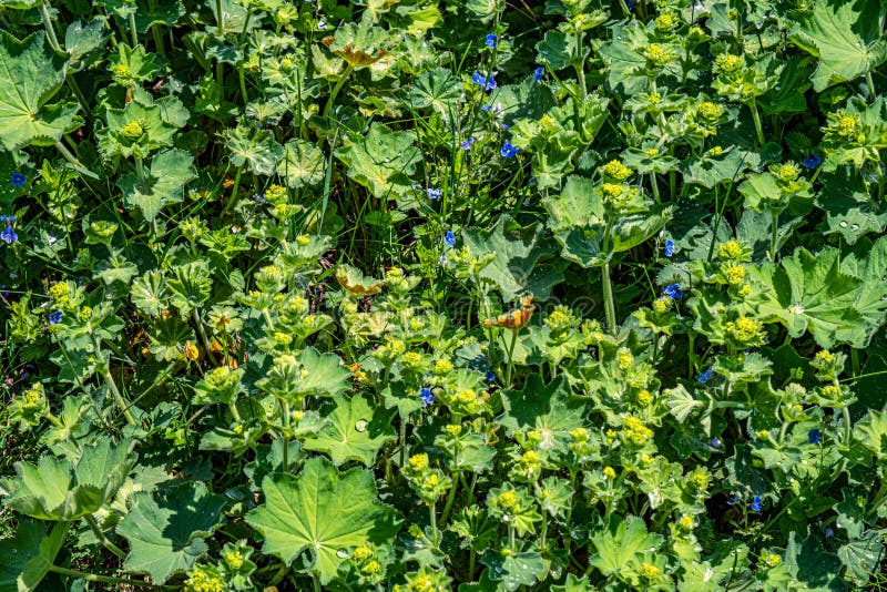 Colírio nas folhas imagem de stock royalty free