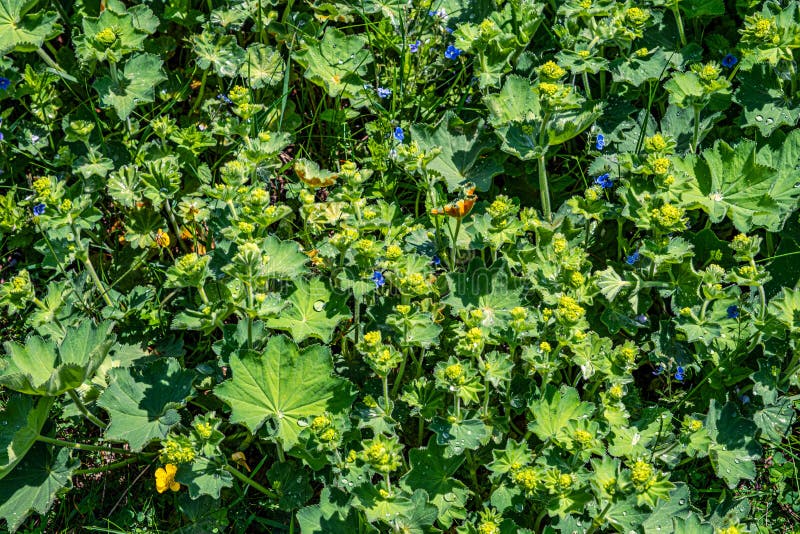 Colírio nas folhas fotografia de stock royalty free