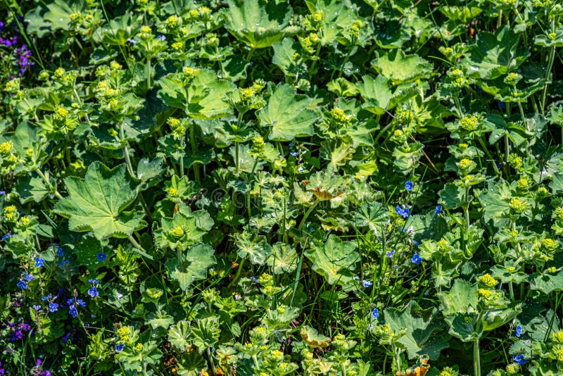 Colírio nas folhas imagem de stock