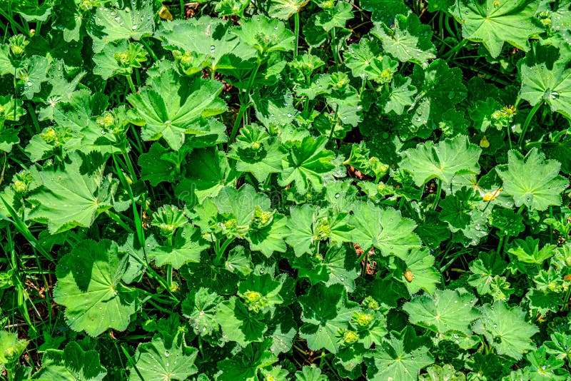 Colírio nas folhas imagens de stock