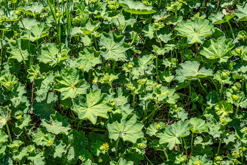 Colírio nas folhas foto de stock