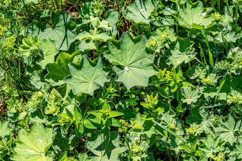 Colírio nas folhas fotografia de stock