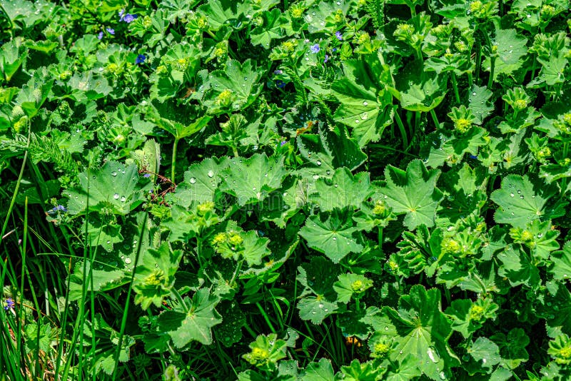 Colírio nas folhas fotos de stock royalty free