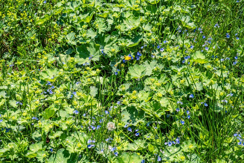 Colírio nas folhas imagens de stock royalty free