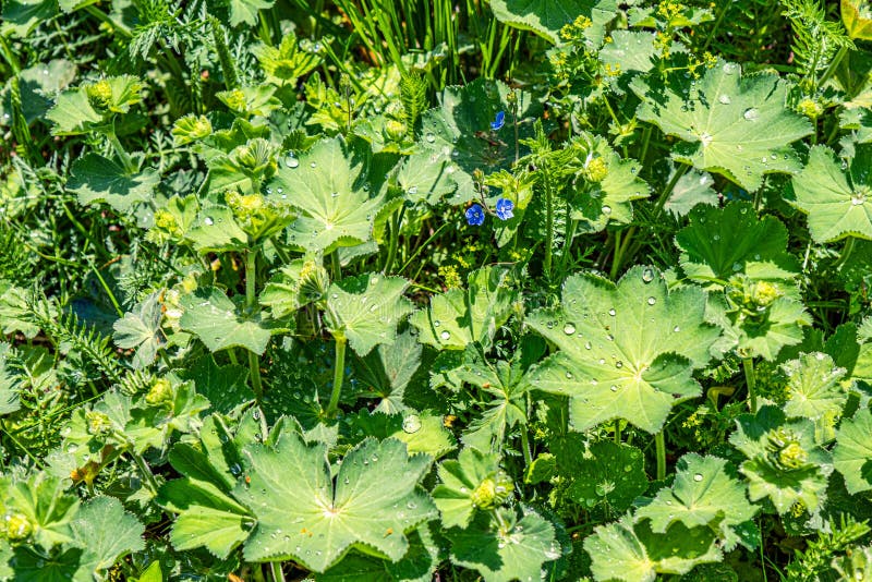 Colírio nas folhas fotografia de stock
