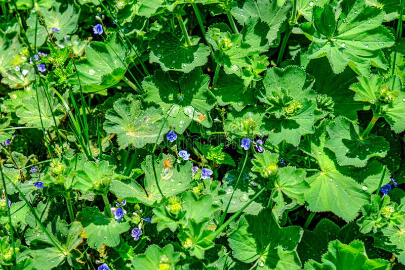 Colírio nas folhas foto de stock royalty free