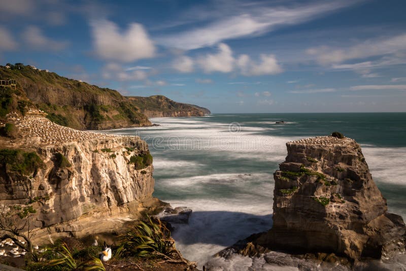 Colônia nas rochas acima da praia de Muriwai na costa oeste de Nova Zelândia, exposição longa de Gannett para alisar para fora a imagem de stock royalty free Colônia nas rochas acima da praia de Muriwai na costa oeste de Nova Zelândia, exposição longa de Gannett para alisar para fora a imagem de stock royalty free