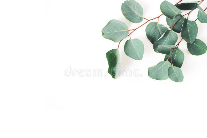 Colț cadru format din frunze și ramuri de eucalipt verde populus pe fond alb. compoziție florală. feminină stock photo