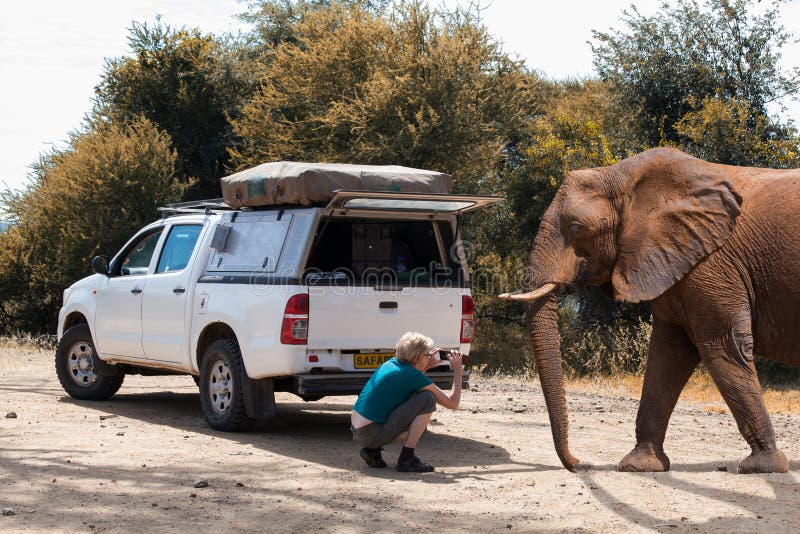 Com o smartphone no safari fotos de stock