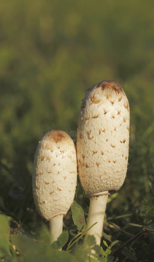 Comatus hirsute de Coprinus de chapeau d'encre photo stock Comatus hirsute de Coprinus de chapeau d'encre photo stock