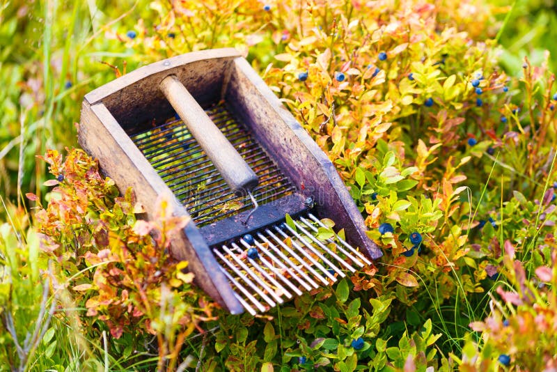 Comb for picking blueberries. Beautiful photos and blur background.