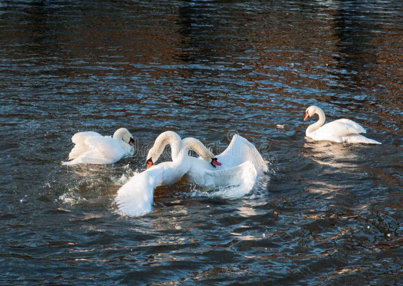 Combat de cygnes muets image stock Combat de cygnes muets image stock