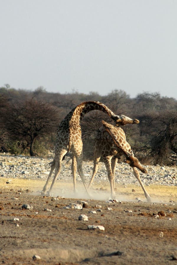 Combat de girafes image stock. Image du nature, courbure - 47999019