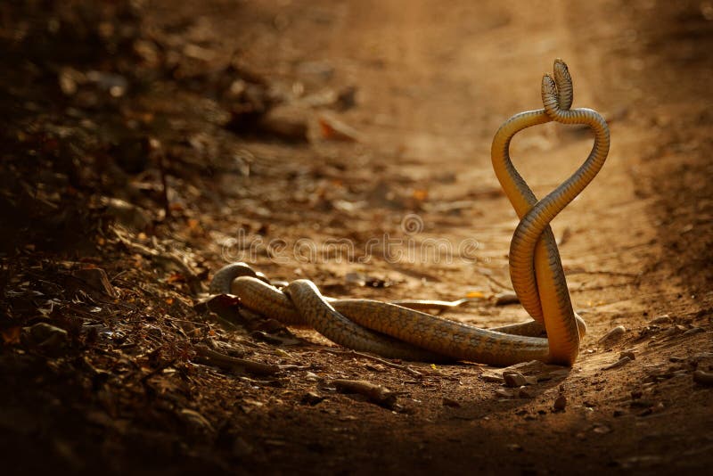 Snake fight. Indian rat snake, Ptyas mucosa. Two non-poisonous Indian snakes entwined in love dance on dusty road of Ranthambore, India. Snake fight. Indian rat snake, Ptyas mucosa. Two non-poisonous Indian snakes entwined in love dance on dusty road of Ranthambore, India.