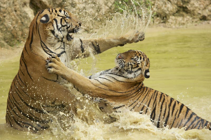 Combat indochinois adulte de tigres dans l'eau images libres de droits Combat indochinois adulte de tigres dans l'eau images libres de droits