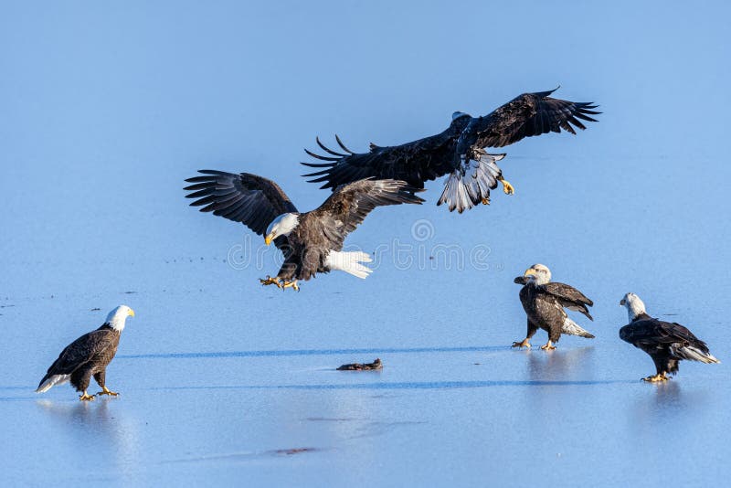 Combattimento di leucocephalus del Haliaeetus di Eagles calvo per il salmone su Th fotografie stock Combattimento di leucocephalus del Haliaeetus di Eagles calvo per il salmone su Th fotografie stock