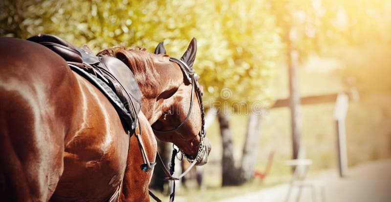 Saddle with stirrups on a back of a stallion. The back of a saddled red horse. Equestrian sport. Dressage horse. Saddle with stirrups on a back of a stallion. The back of a saddled red horse. Equestrian sport. Dressage horse