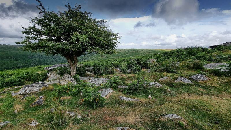 Combestone TorDARTMOOR NATIONAL PARK DEVON UK Comberstone Tor, Cumston Tor, Combeston Tor, Cumsdon Tor, Combstone Tor, Combstone Rock, This stunning tor, with long views of the River Dart, is also one of the most accessible on Dartmoor, having its own car park just a few metres away. The summit rocks present as an avenue with at least three distinct outcrops that stud the gentle spur of Cumston Tor Hill, on the far north-west flank of Holne Moor. The local pronunciation of the tor, hill and nearby farm is Cumston&. Combestone TorDARTMOOR NATIONAL PARK DEVON UK Comberstone Tor, Cumston Tor, Combeston Tor, Cumsdon Tor, Combstone Tor, Combstone Rock, This stunning tor, with long views of the River Dart, is also one of the most accessible on Dartmoor, having its own car park just a few metres away. The summit rocks present as an avenue with at least three distinct outcrops that stud the gentle spur of Cumston Tor Hill, on the far north-west flank of Holne Moor. The local pronunciation of the tor, hill and nearby farm is Cumston&