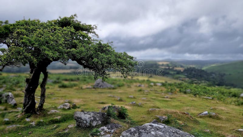 Combestone TorDARTMOOR NATIONAL PARK DEVON UK Comberstone Tor, Cumston Tor, Combeston Tor, Cumsdon Tor, Combstone Tor, Combstone Rock, This stunning tor, with long views of the River Dart, is also one of the most accessible on Dartmoor, having its own car park just a few metres away. The summit rocks present as an avenue with at least three distinct outcrops that stud the gentle spur of Cumston Tor Hill, on the far north-west flank of Holne Moor. The local pronunciation of the tor, hill and nearby farm is Cumston. Combestone TorDARTMOOR NATIONAL PARK DEVON UK Comberstone Tor, Cumston Tor, Combeston Tor, Cumsdon Tor, Combstone Tor, Combstone Rock, This stunning tor, with long views of the River Dart, is also one of the most accessible on Dartmoor, having its own car park just a few metres away. The summit rocks present as an avenue with at least three distinct outcrops that stud the gentle spur of Cumston Tor Hill, on the far north-west flank of Holne Moor. The local pronunciation of the tor, hill and nearby farm is Cumston