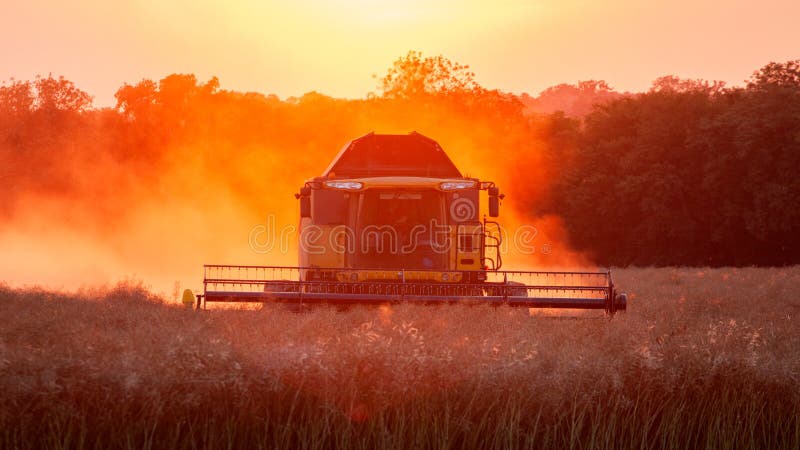 Combine harvester harvesting in a field at Sunset. Hertfordshire. UK