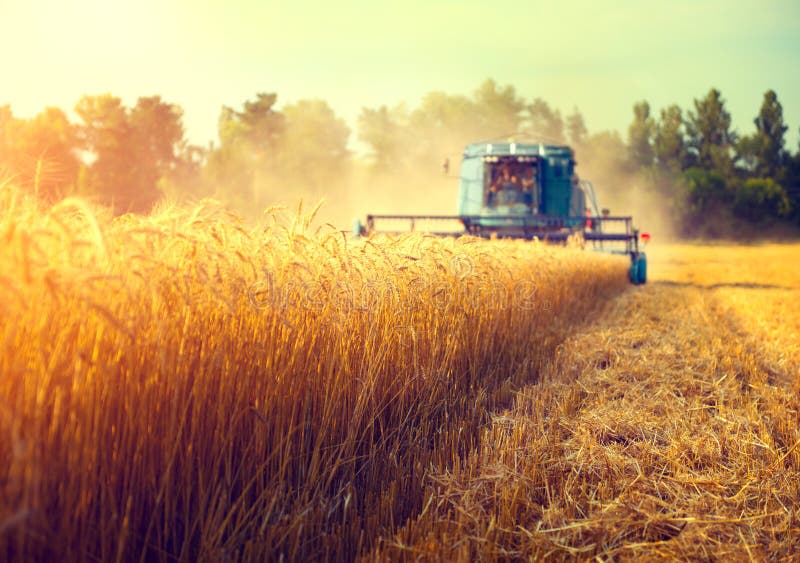 Mietitrebbia macchina di agricoltura di raccolta golden matura campo di grano.