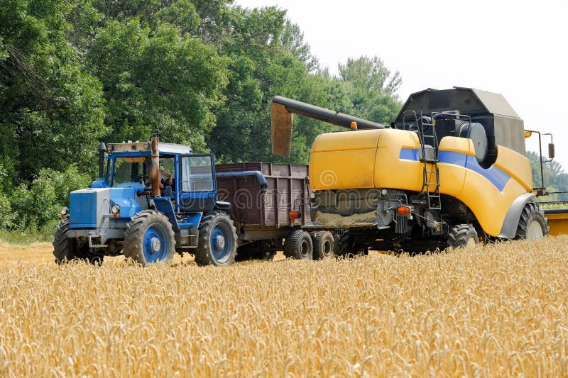 Combine Harvester Load Wheat In The Tractor Trailer Stock Image - Image