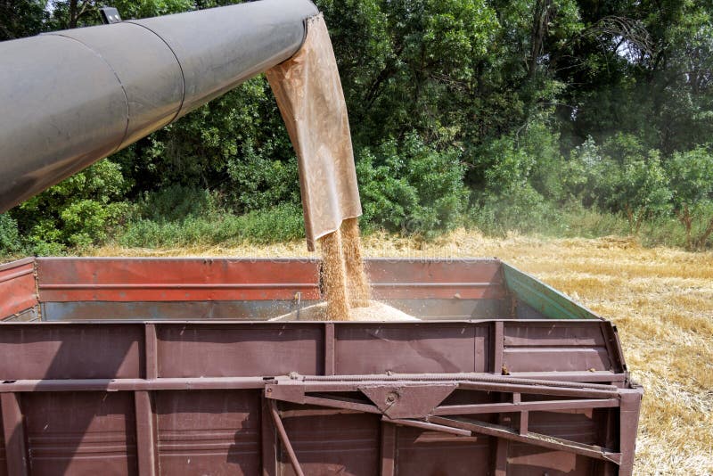 Combine Harvester Load Wheat in the Tractor Trailer Stock Image - Image