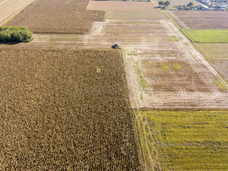 Combine harvester picking seed from fields, aerial view of a field with a combine harvester with cornhusker gathering the crop. Agriculture and cultivation, cuttings, corn threshing, fields in the countryside