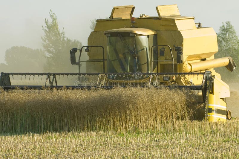 Gelb new holland Mähdrescher Ansicht von hinten an Vergewaltigung zu verdienen Zeit im Sommer.