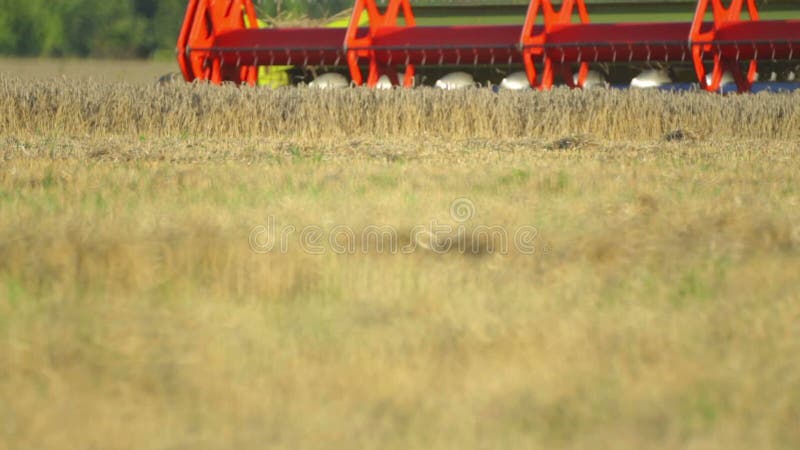 The combine harvester removes the wheat in the field on the farm.
