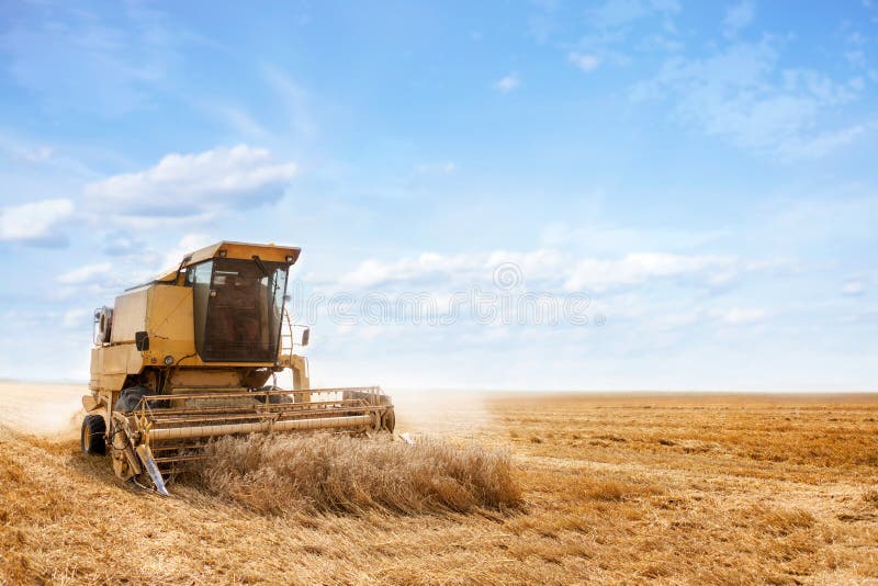 Combine harvester on a wheat field