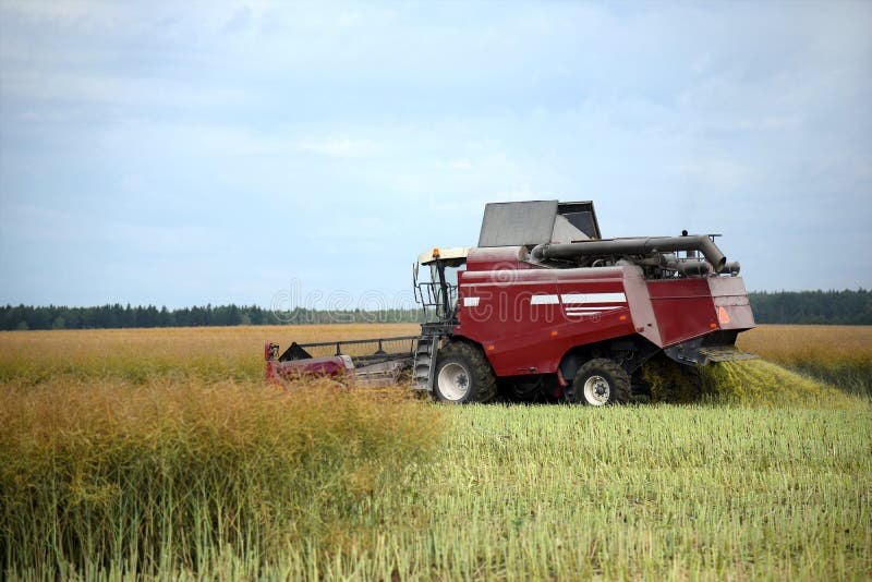 The Combine Harvester Works in the Field. Stock Image Image of autumn