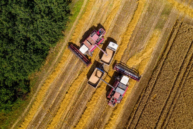 Combine harvesters pour grain into the truck top view royalty free stock images