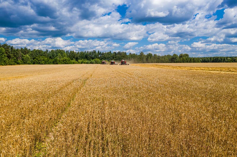 Combine harvesters reaping the grain royalty free stock photos