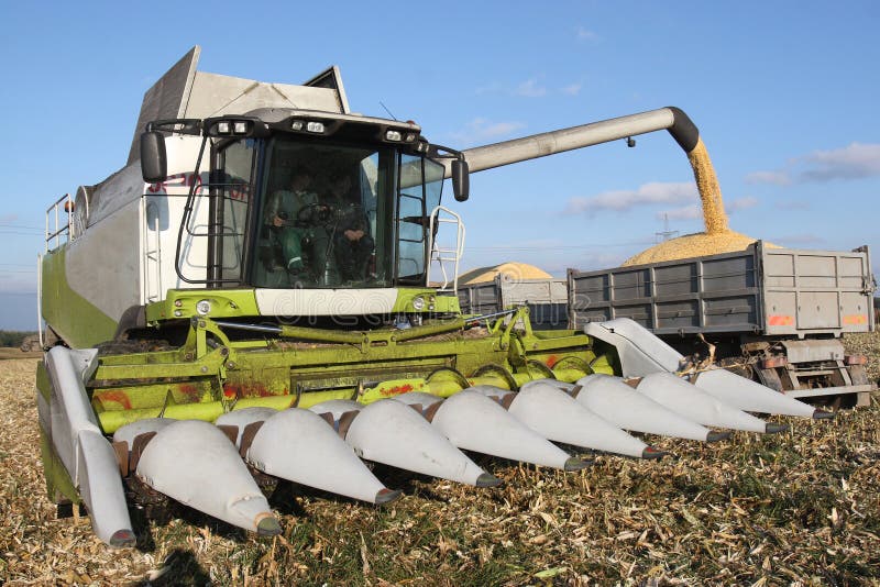 Combine harvesting a corn crop