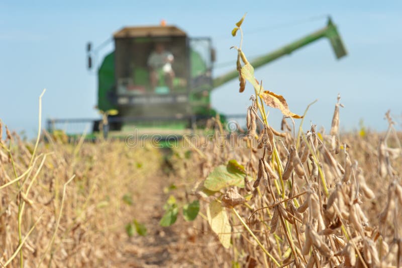 Combine Harvesting Soybeans Stock Photo Image of cultivated, growth