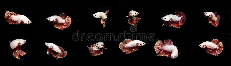 Combined White Betta Fish Siamese fighting fish on black background royalty free stock photography Combined White Betta Fish Siamese fighting fish on black background royalty free stock photography