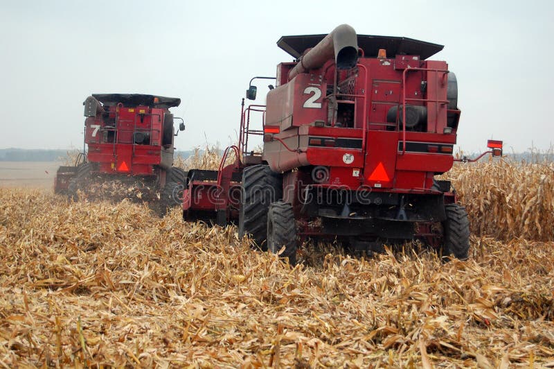 Combines are harvesting corn