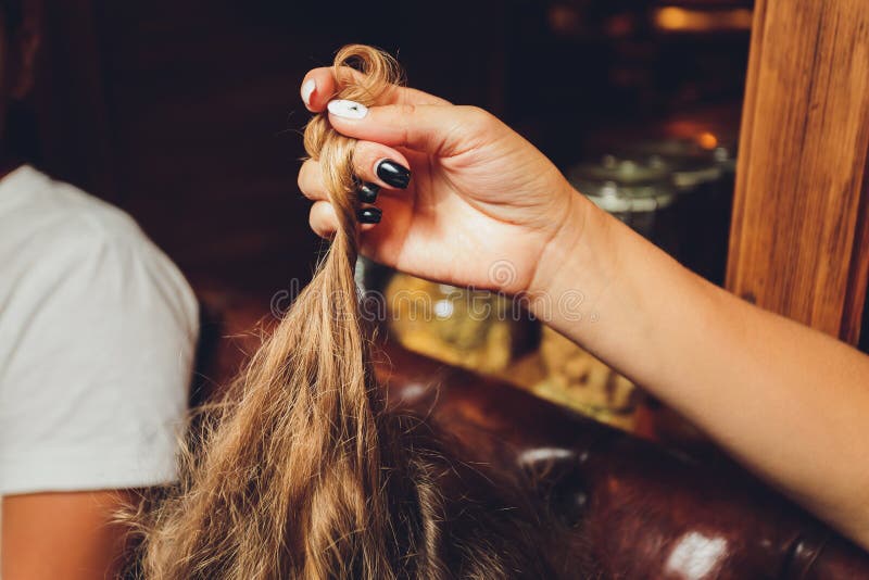 Combing with brush and pulls long hair. Daily preparation for looking nice, Long Disheveled Hair,Holding Messy Unbrushed Dry Hair In Hands. Hair Damage, Health And Beauty Concept. Female holding messy unbrushed dry hair stock images, royalty-free photos and pictures