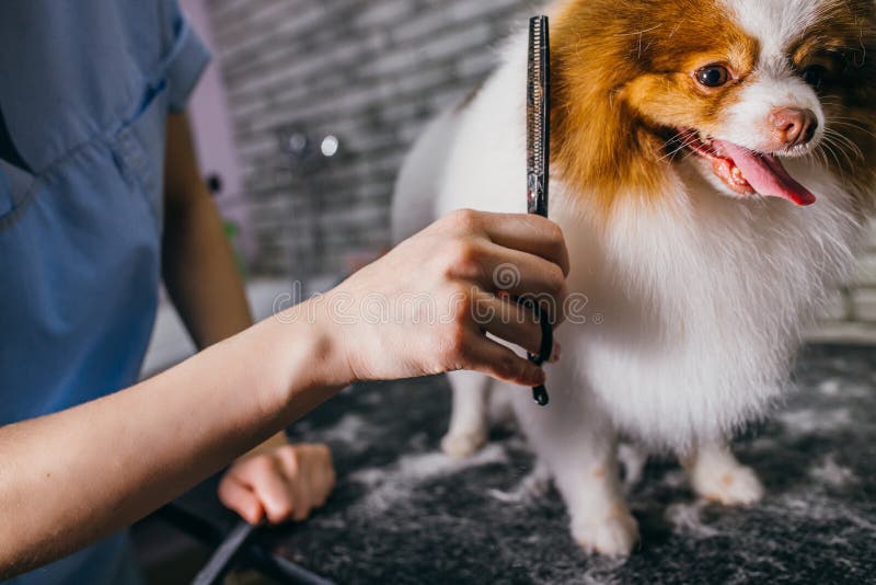 Combing and Cutting Hair of Dog at Grooming Salon Stock Image - Image of hair, head: 180704305 Combing and Cutting Hair of Dog at Grooming Salon Stock Image - Image of hair, head: 180704305