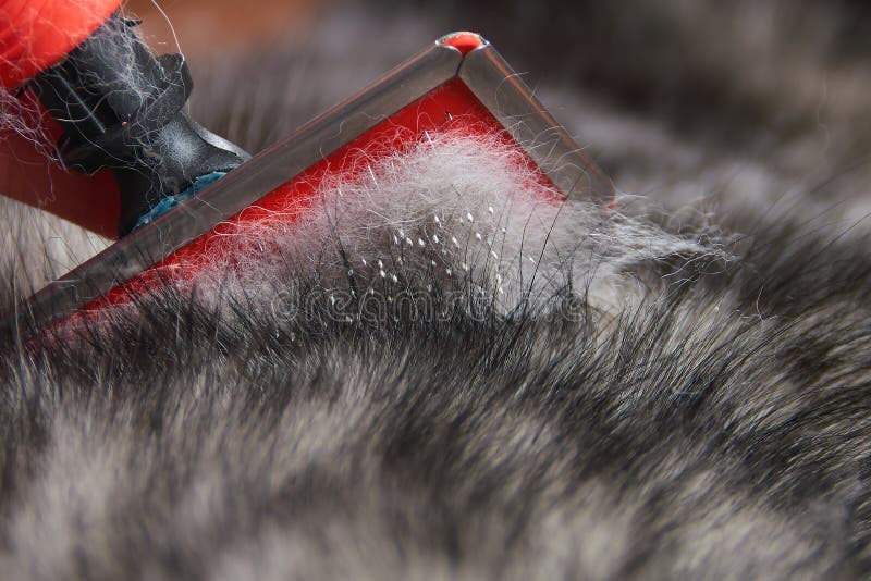 Dog Carding Stock Photos Free & RoyaltyFree Stock Photos from Dreamstime