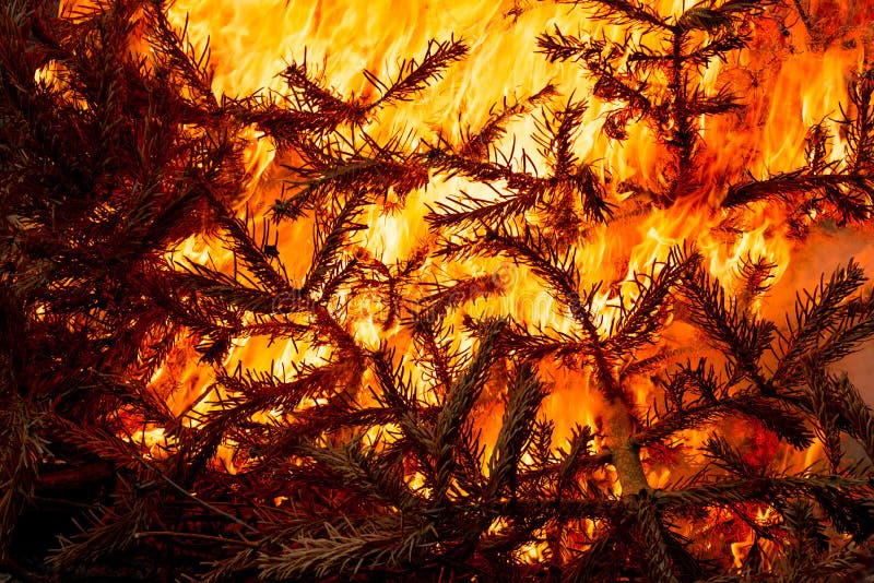 Combustione ardente dell'albero di Natale fotografie stock libere da diritti Combustione ardente dell'albero di Natale fotografie stock libere da diritti