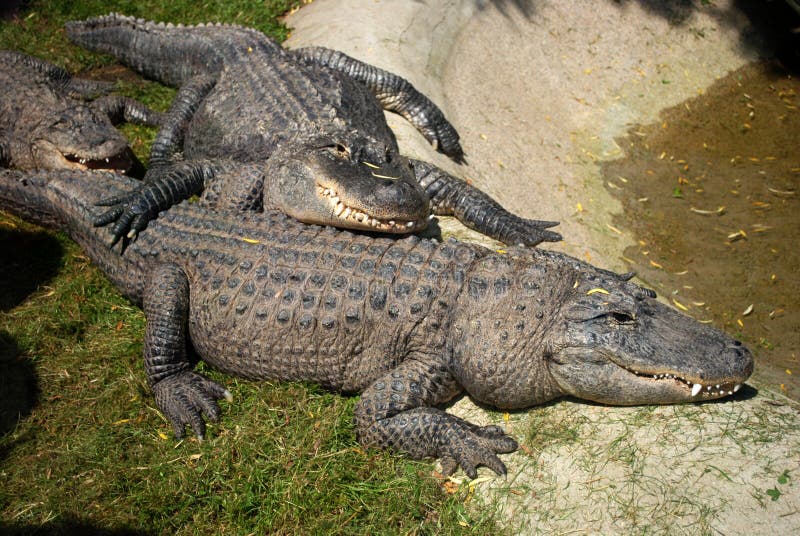 122 Three Alligators Photos - Free & Royalty-Free Stock Photos From  Dreamstime