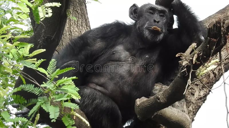 Comendo gorila na floresta. retrato do pão comendo chimpanzé. comendo gorila montanhês no parque nacional da floresta