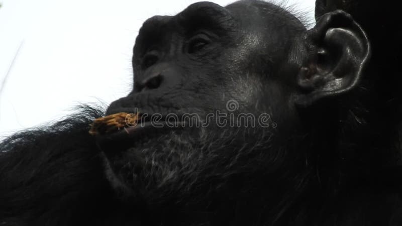 Comendo gorila na floresta. retrato do pão comendo chimpanzé. comendo gorila montanhês no parque nacional da floresta