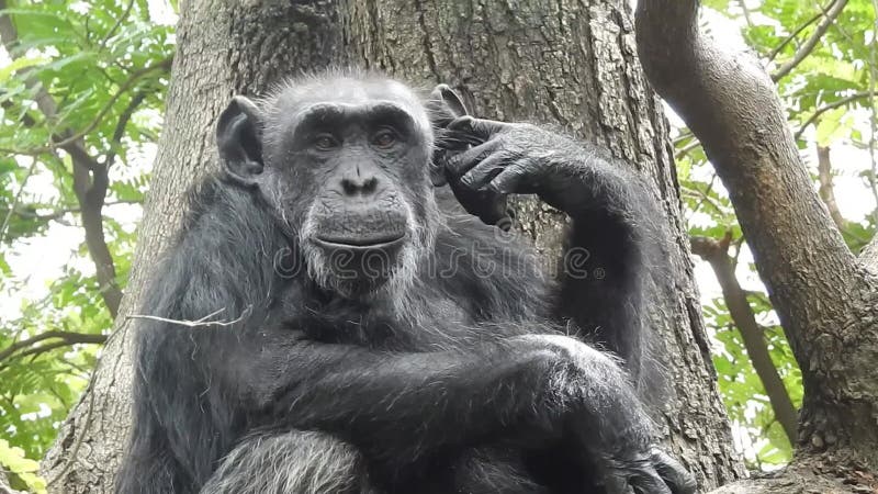 Comendo gorila na floresta. retrato do pão comendo chimpanzé. comendo gorila montanhês no parque nacional da floresta